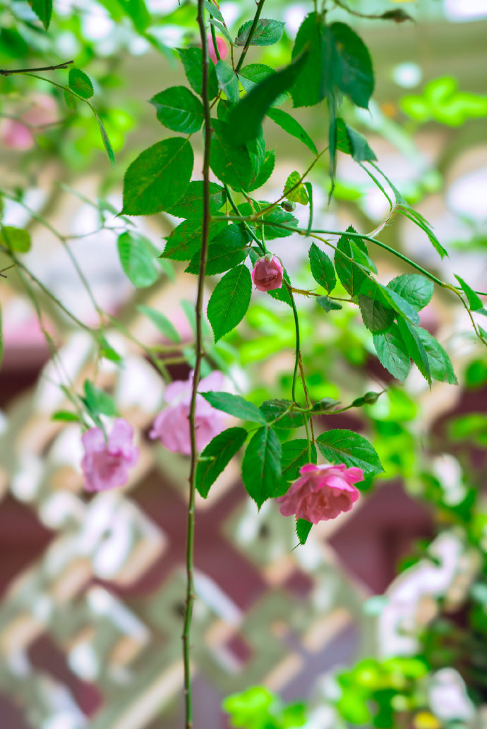 苏州艺圃内蔷薇藤蔓披拂,从墙头垂下来,随风摇曳,袅袅娜娜……_高清