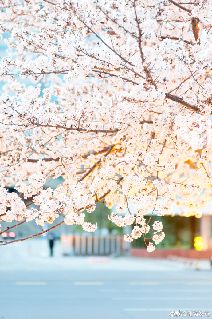 人民广场,夜樱缤纷.@潍坊某小记