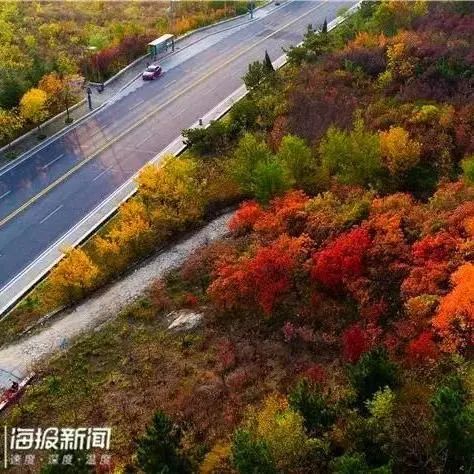 现在去正好!普照寺旁的橡树林,林染红妆美如画!关键是免费!休闲区蓝鸢梦想 - Www.slyday.coM 现在去正好!普照寺旁的橡树林,林染红妆美如画!关键是免费!休闲区蓝鸢梦想 - Www.slyday.coM