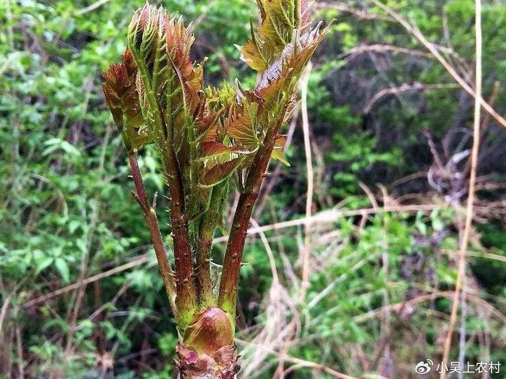 全身长刺的楤木,连鸟都不敢停留,嫩芽却是“野菜之王”,快采摘|植物|叶子|农村|生机|刺嫩芽_新浪新闻