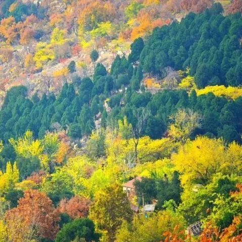 现在去正好!普照寺旁的橡树林,林染红妆美如画!关键是免费!休闲区蓝鸢梦想 - Www.slyday.coM 现在去正好!普照寺旁的橡树林,林染红妆美如画!关键是免费!休闲区蓝鸢梦想 - Www.slyday.coM