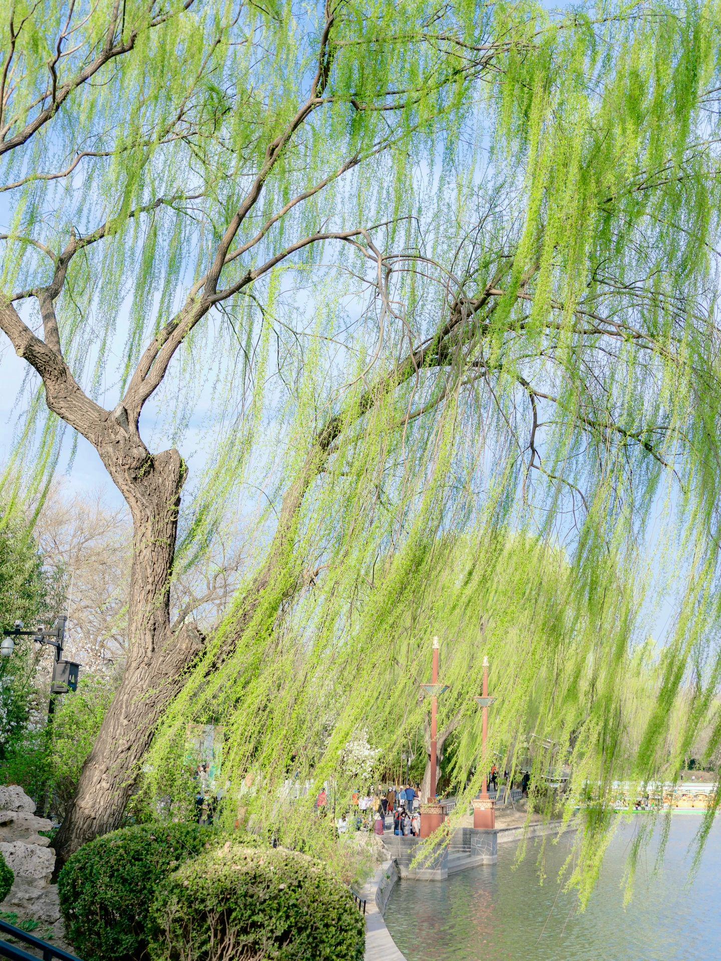 好像拍到了春天的风