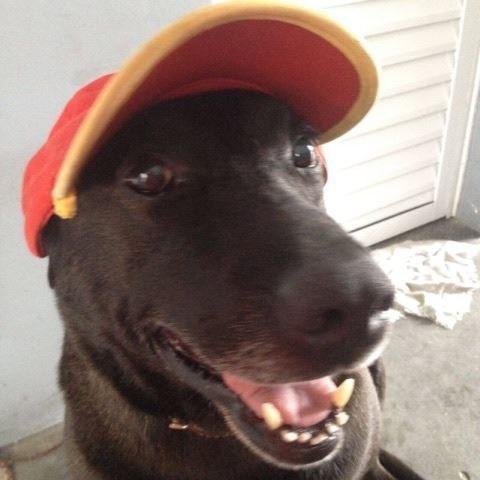 加油站聘请狗狗当职工,热情的样子太可爱了,靠实力养活自己!休闲区蓝鸢梦想 - Www.slyday.coM 加油站聘请狗狗当职工,热情的样子太可爱了,靠实力养活自己!休闲区蓝鸢梦想 - Www.slyday.coM