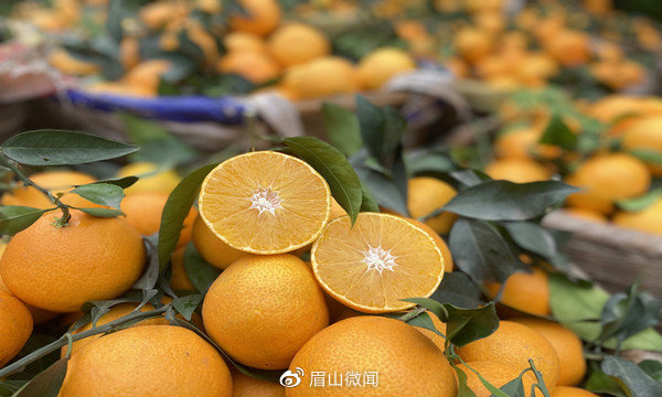 四川丹棱桔橙搭上电商快车