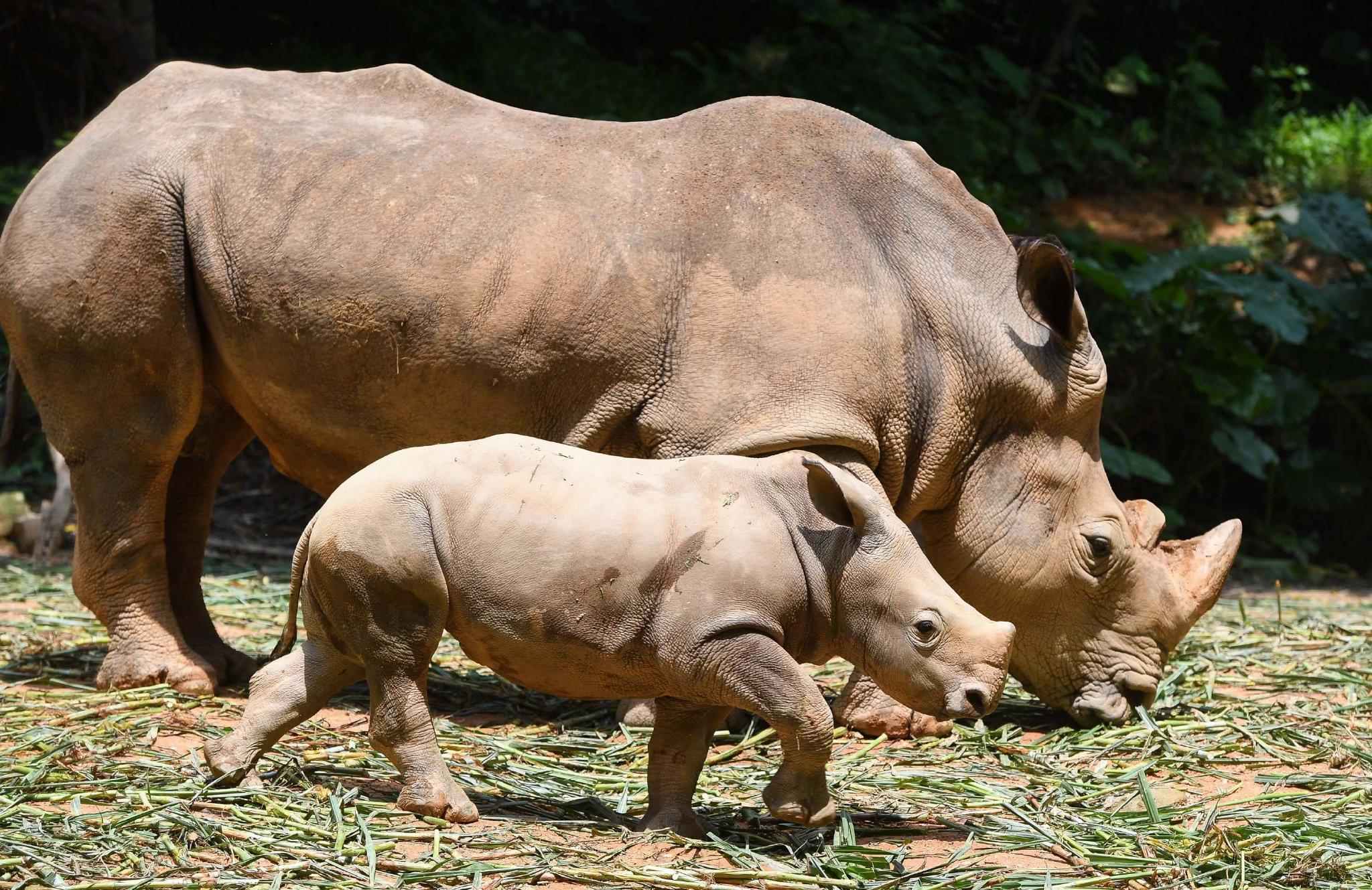 广州长隆暑期推出非洲主题动物展