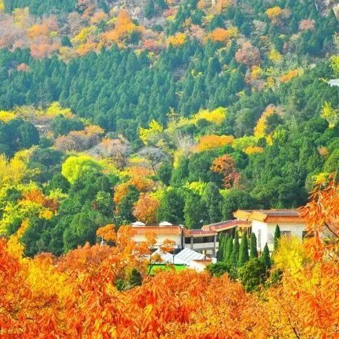 现在去正好!普照寺旁的橡树林,林染红妆美如画!关键是免费!休闲区蓝鸢梦想 - Www.slyday.coM 现在去正好!普照寺旁的橡树林,林染红妆美如画!关键是免费!休闲区蓝鸢梦想 - Www.slyday.coM