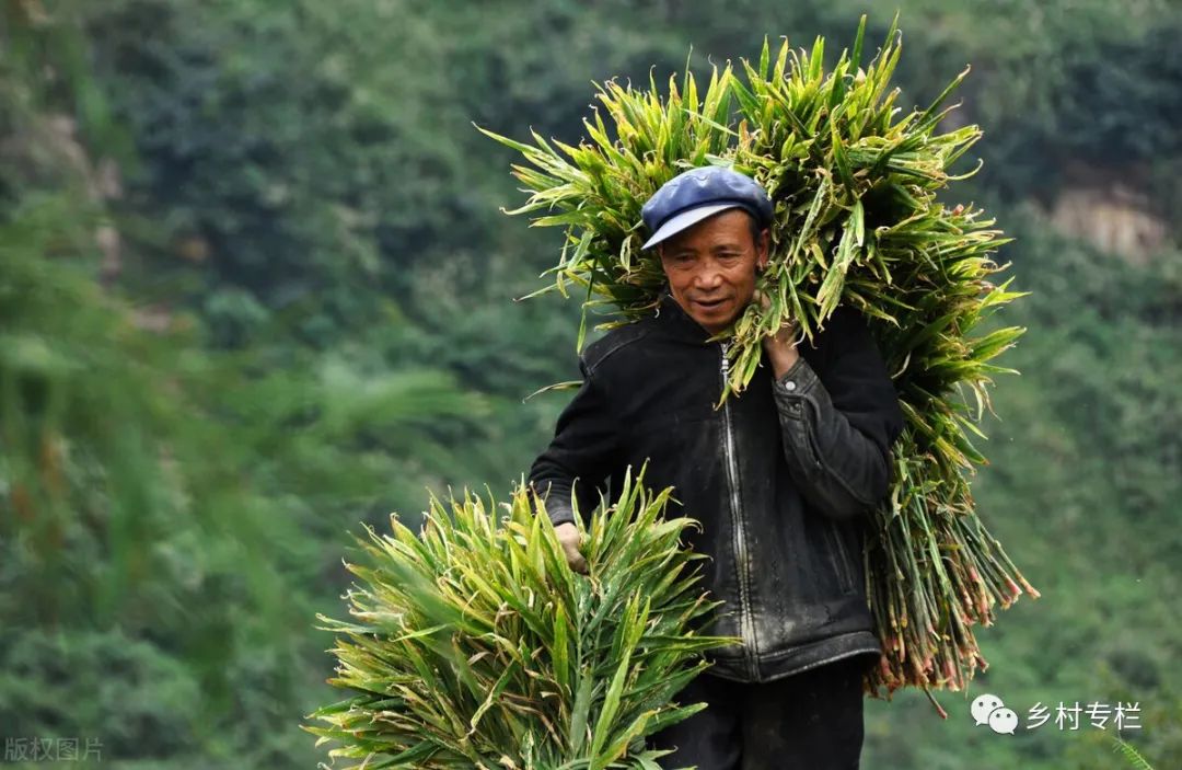 农民不愿种地要不得,"三箭齐发"激活小农户,让粮食安全有保障