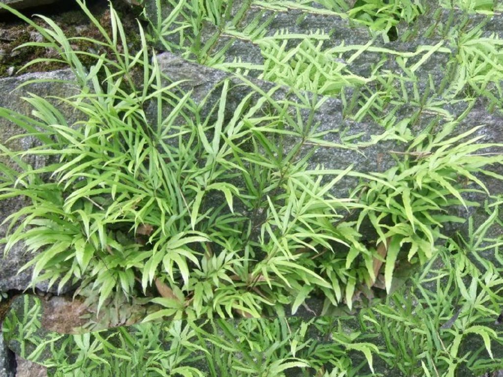 农村石缝中常见的野草，人称凤尾草，它的价值你知道多少|生长环境|叶片|生命力|银色|敬意_新浪新闻