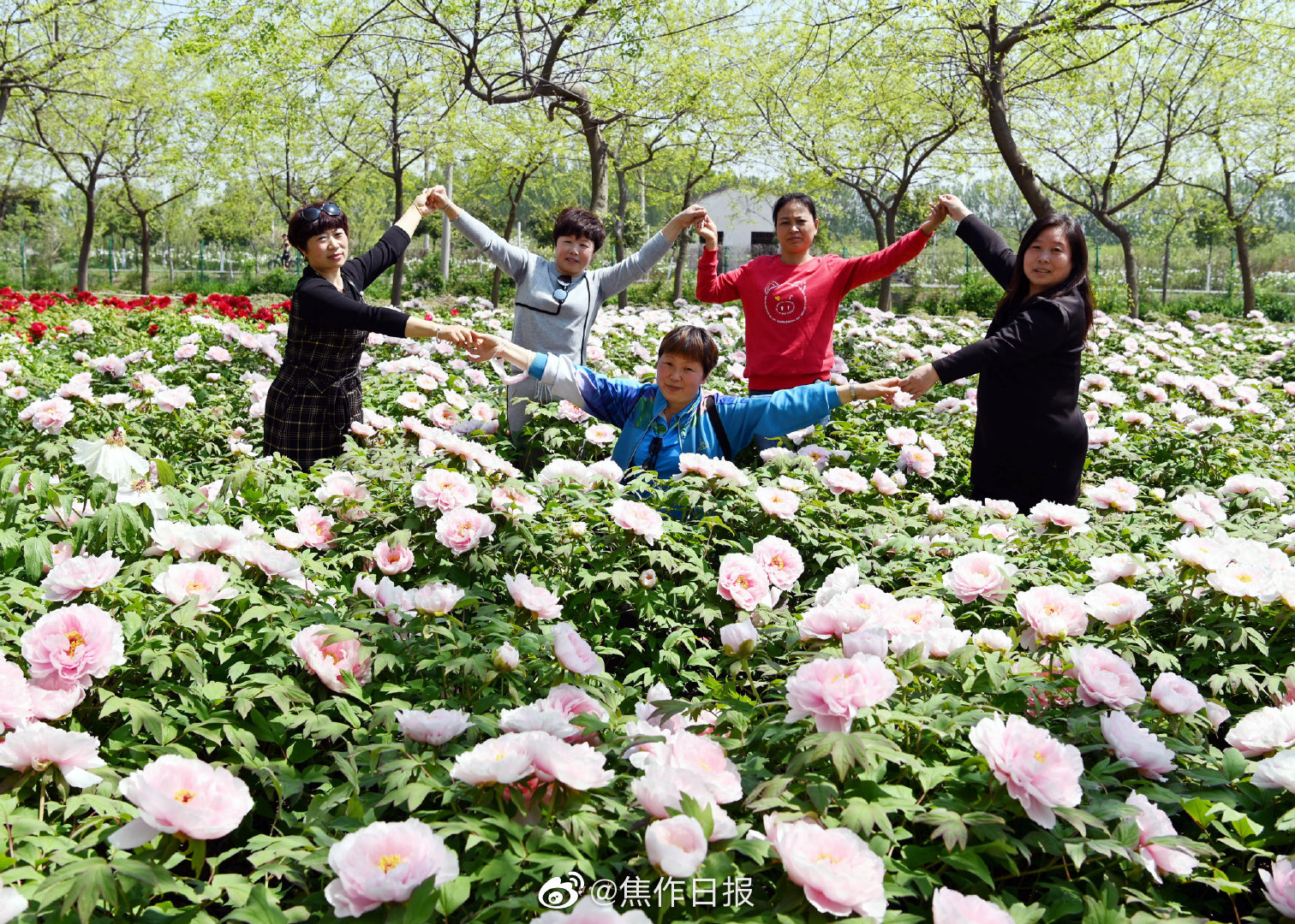 4月12日 几名游客在沁阳市神农牡丹园赏花 近日
