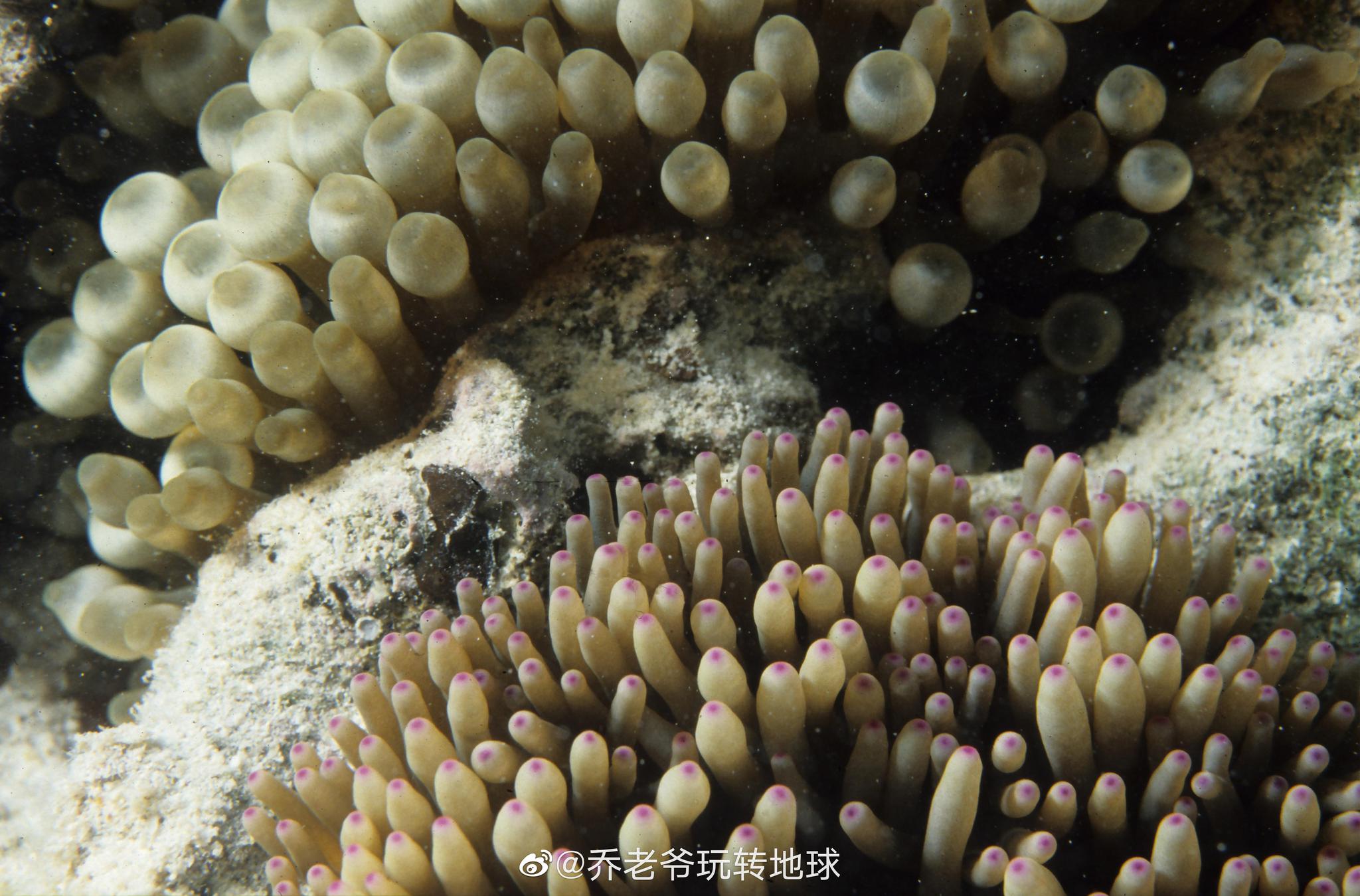 珊瑚藻图册_360百科