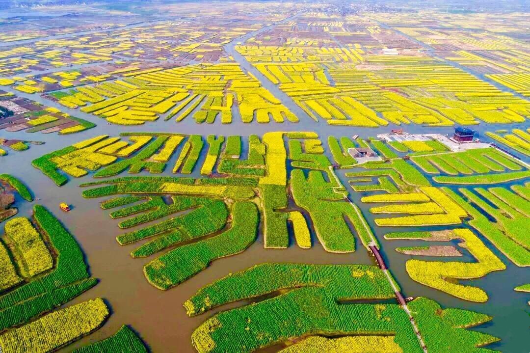 江苏兴化千垛油菜花盛开啦