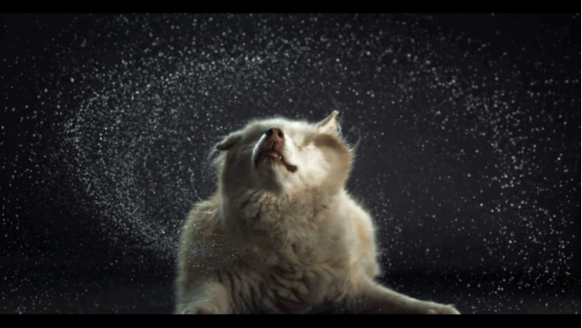 抖音上有近3000万人沉迷这种猫片不能自拔