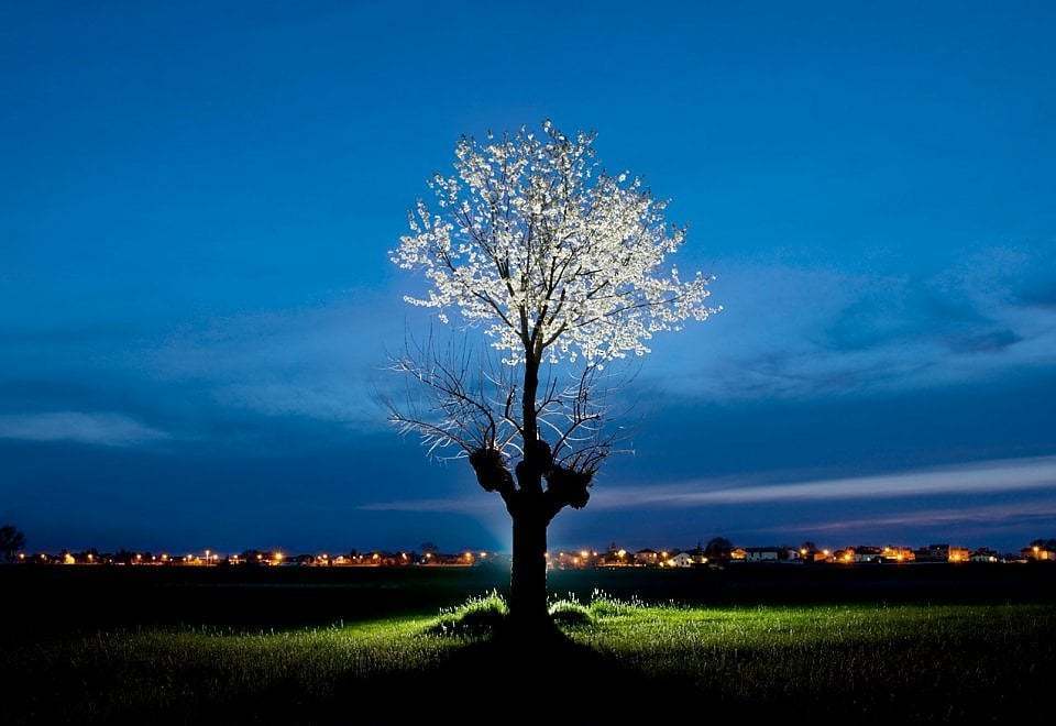 意大利的一棵双生树,上面是樱桃树,下面是桑树,共生共长