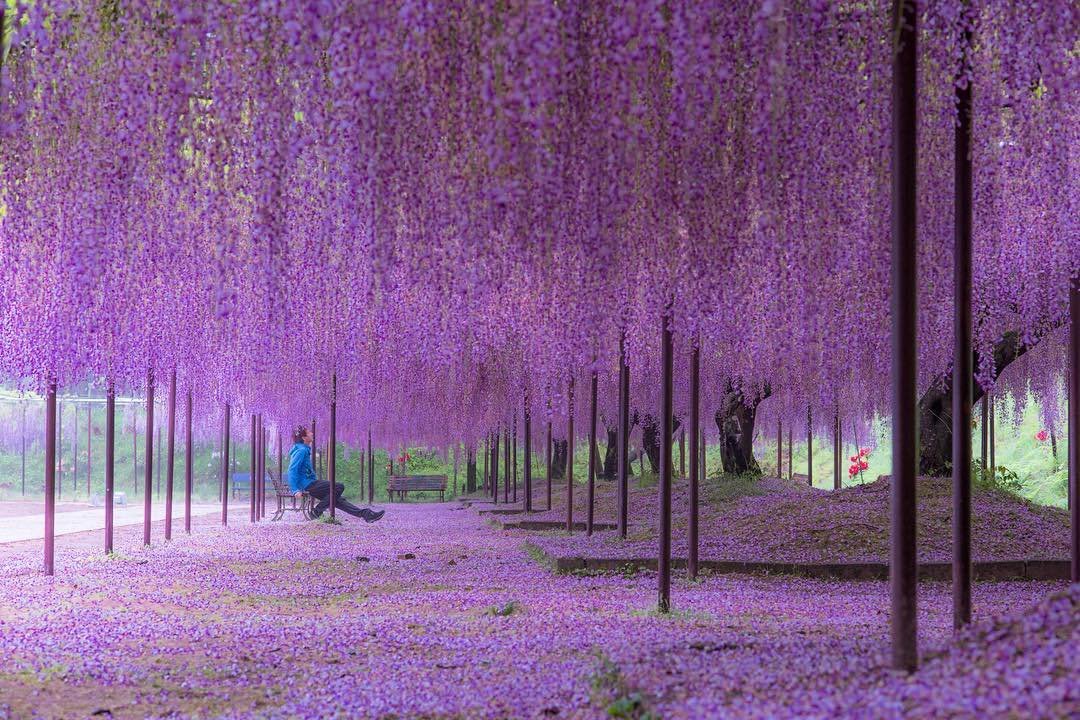 紫藤萝瀑布图片背景图图片