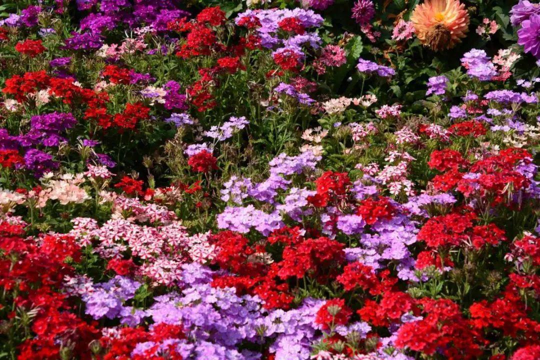 绿化带壕无人性10万块的花堆一起你认识几个