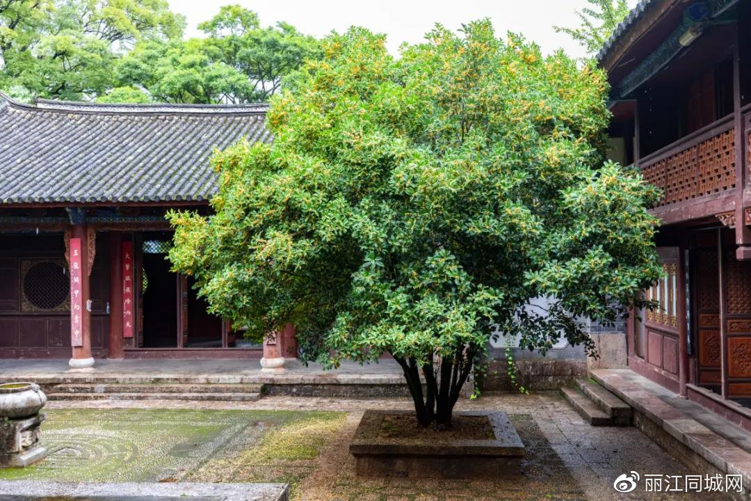 又美又香丽江古城满城桂花飘香惹人醉