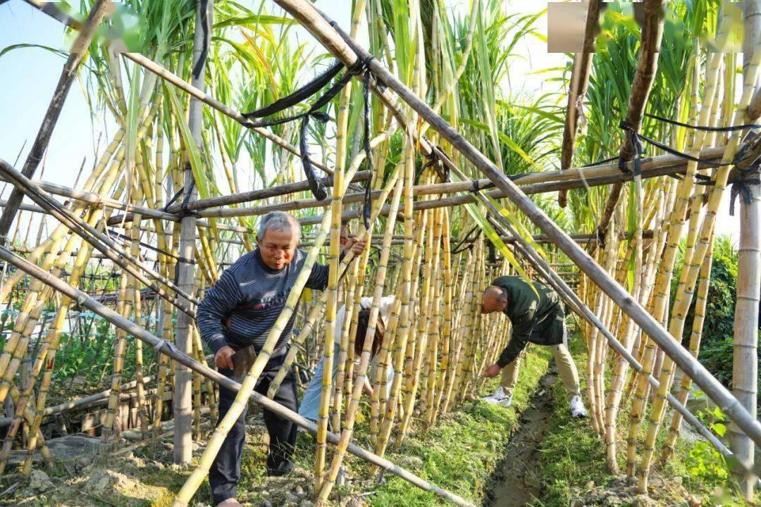 东莞中堂青皮甘蔗喜迎丰收|甘蔗|陈沛祥|中堂_新浪新闻