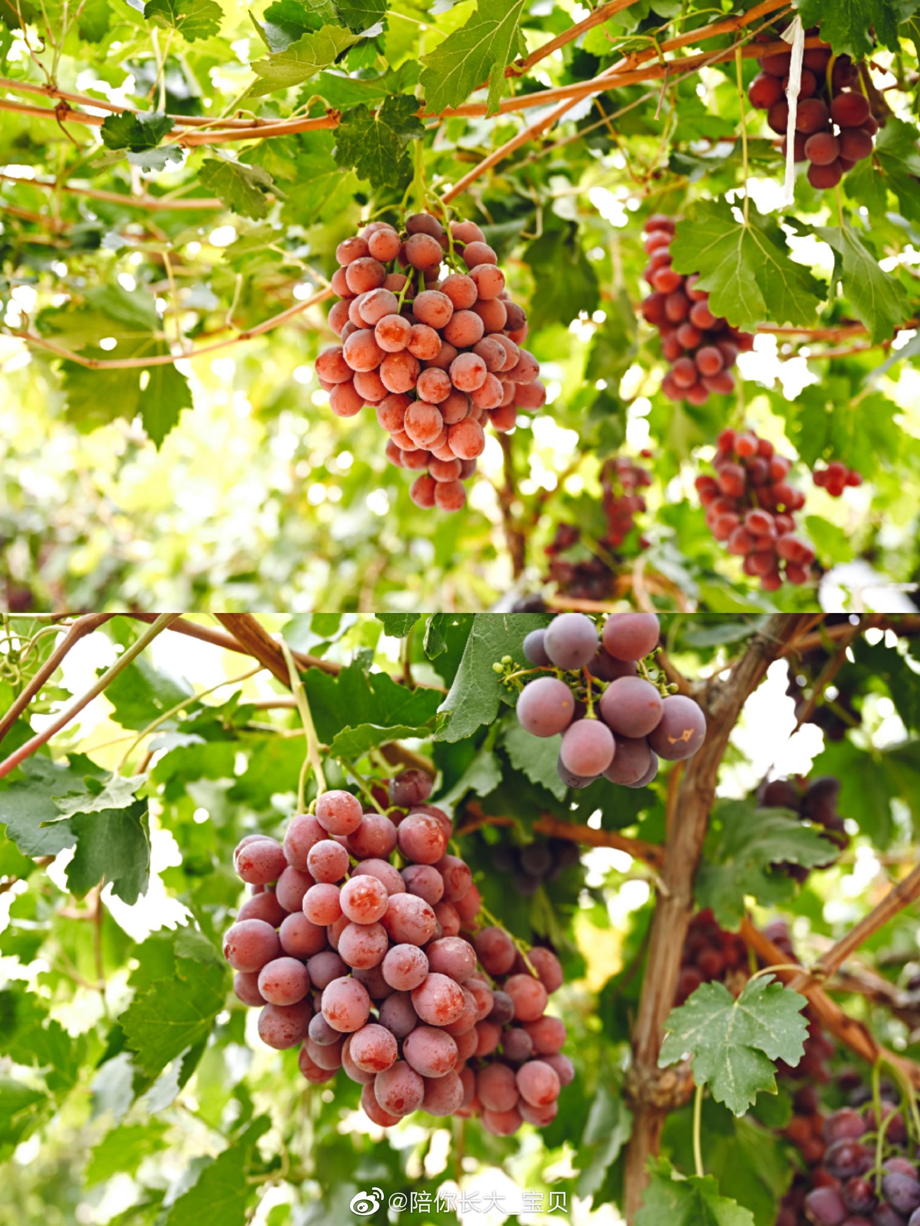 拜城县克孜尔乡万亩克塞葡萄基地,葡萄种类很多,美人子,无核白