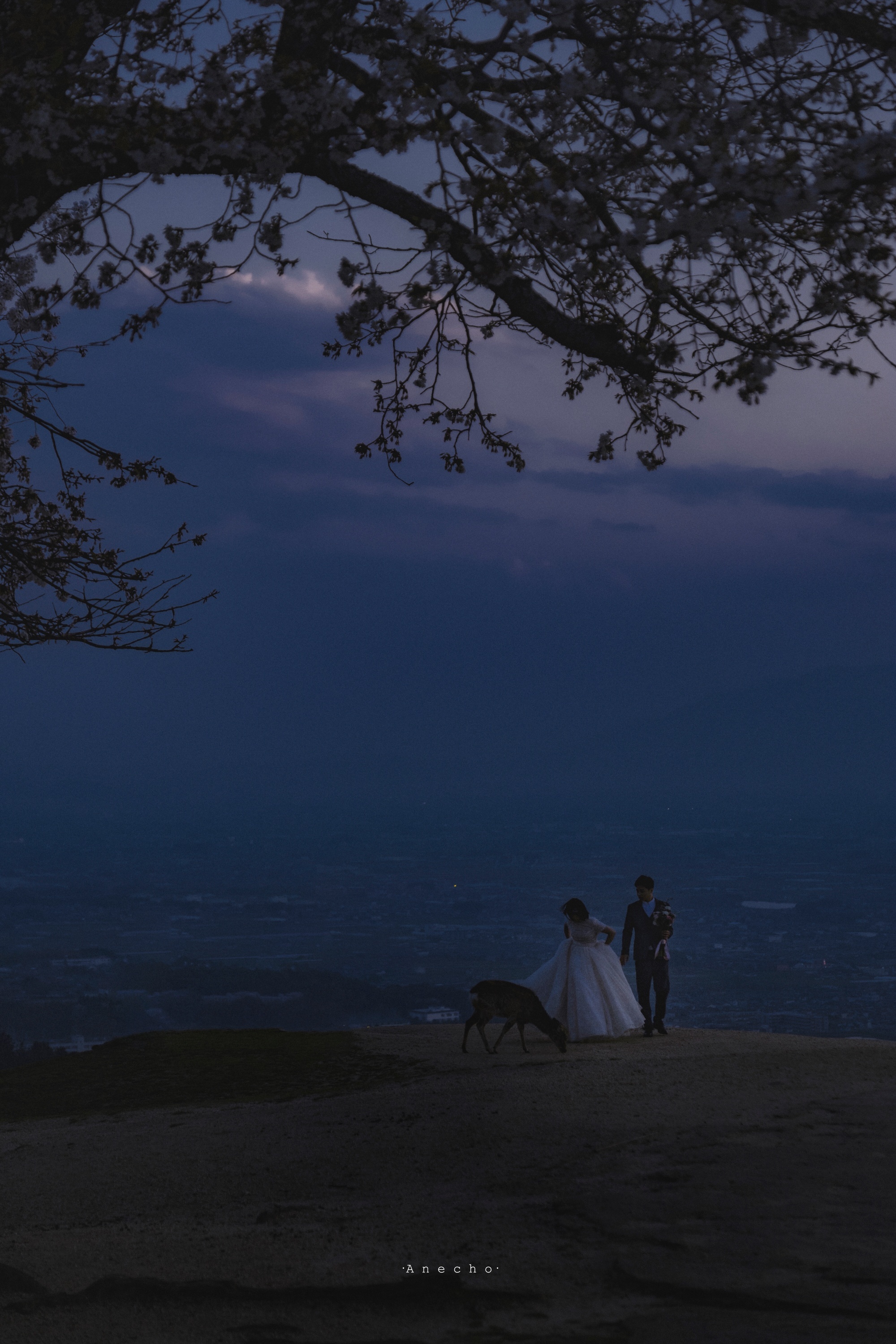 出梅以后第一支桂花开了夏日的早夜连风也温柔