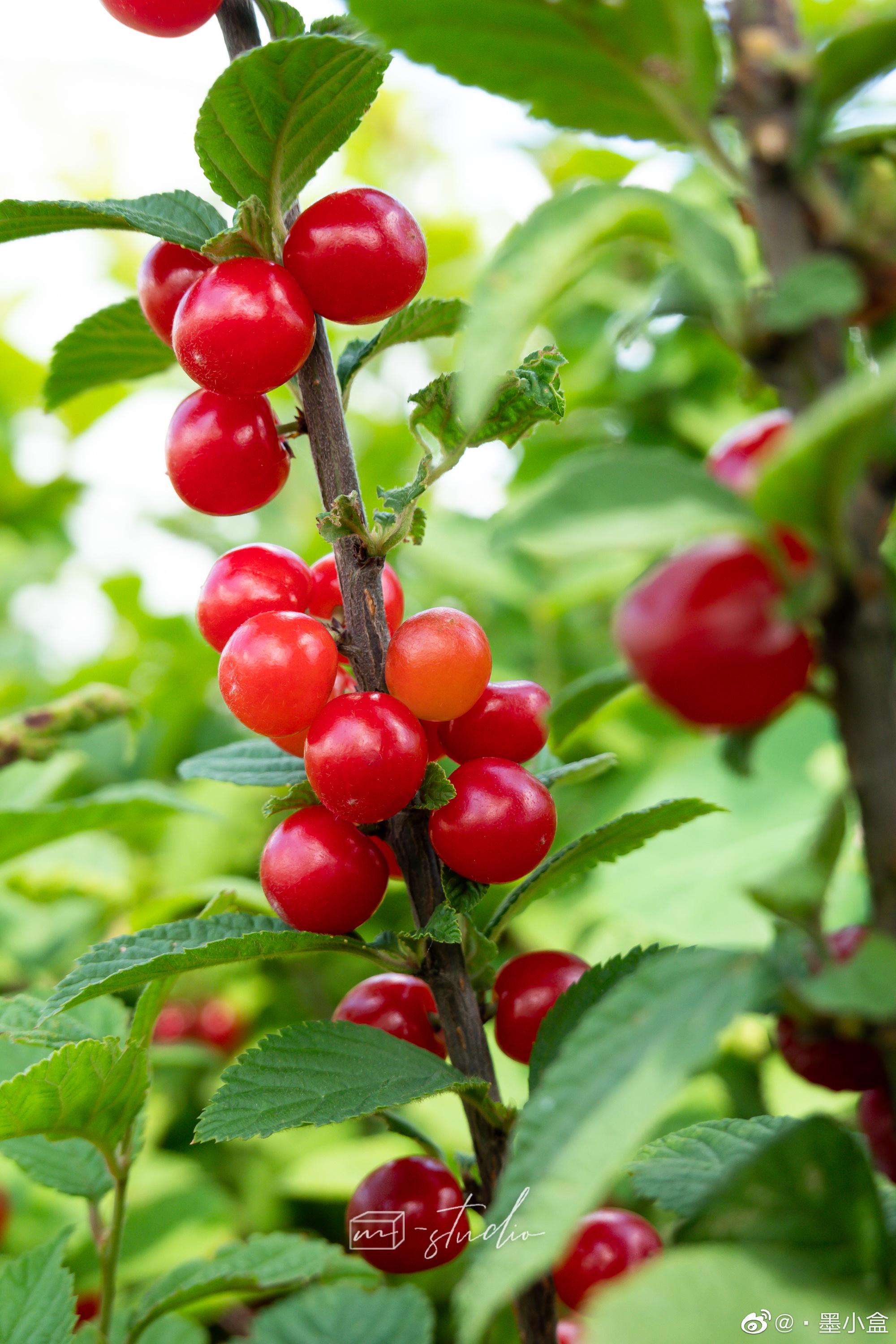又到了吃小樱桃的季节……_高清图集_新浪网