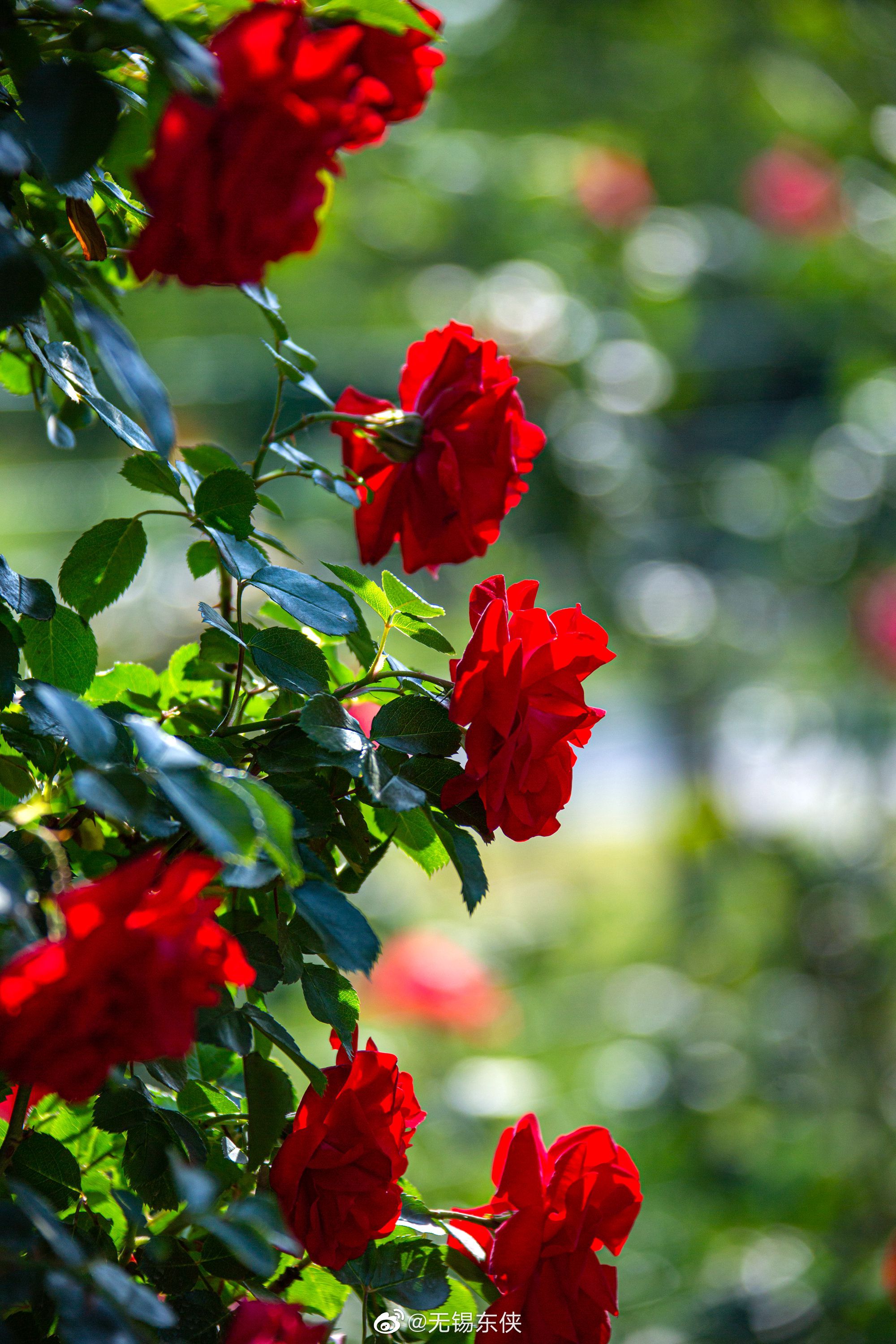 红花还需绿叶配,好花还是要看花星球_高清图集_新浪网