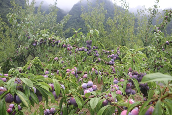 习水桃林400亩脆红李邀你来采摘