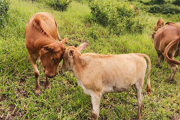 普洱江城:牵住牛鼻子 发展"牛路子"|江城|黄牛|江城县_新浪新闻
