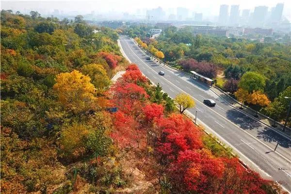 现在去正好!普照寺旁的橡树林,林染红妆美如画!关键是免费!休闲区蓝鸢梦想 - Www.slyday.coM 现在去正好!普照寺旁的橡树林,林染红妆美如画!关键是免费!休闲区蓝鸢梦想 - Www.slyday.coM