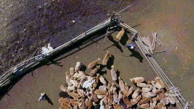 总要在秋天去一次北疆吧!一年仅3周的秋色,惊艳回归休闲区蓝鸢梦想 - Www.slyday.coM 总要在秋天去一次北疆吧!一年仅3周的秋色,惊艳回归休闲区蓝鸢梦想 - Www.slyday.coM