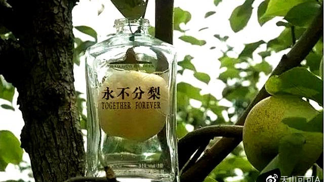 五粮液“永不分梨”酒,梨子要比酒瓶大,是怎么整个装进去的呢?|五粮液|酒瓶|梨子_新浪新闻