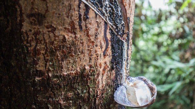漆树,触碰到它就会中毒,却有着“涂料之王”的美誉,你认识吗?|树干|价值|生漆|树脂|漆器_新浪新闻