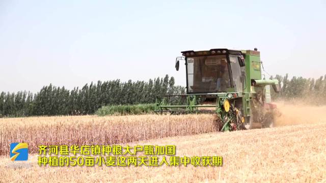 齐河:公共区域变身"晒麦场" 农户晒粮更舒心