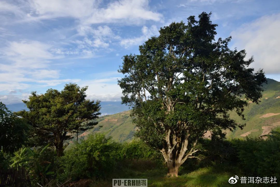 世界上第一棵过渡型古茶树的发现|古茶树|茶树|过渡型_新浪新闻