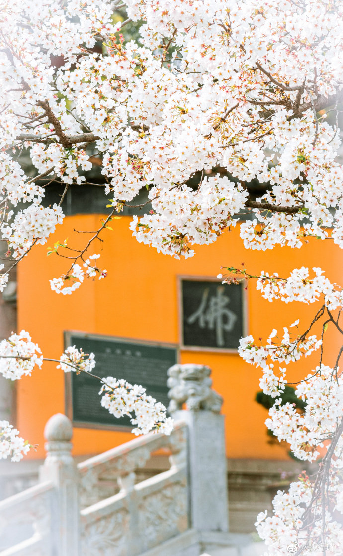 看不够南京鸡鸣寺的樱花