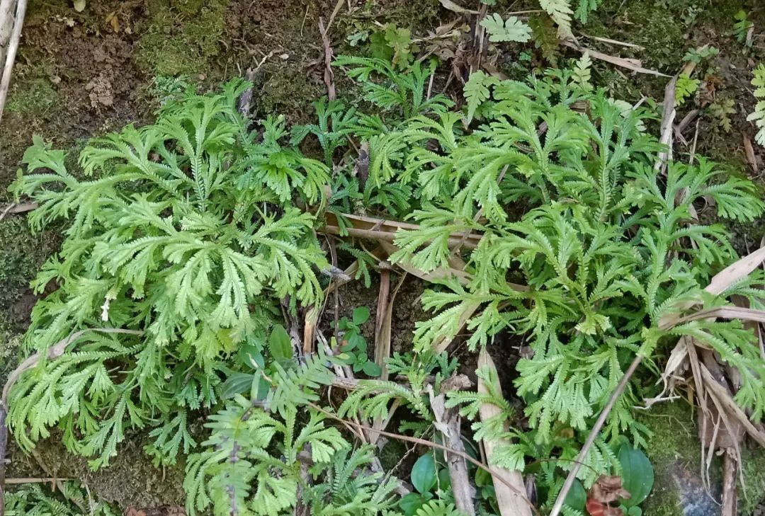 农村石头上这种野草,看着普通,实则价值很高,消炎止血是一绝__财经