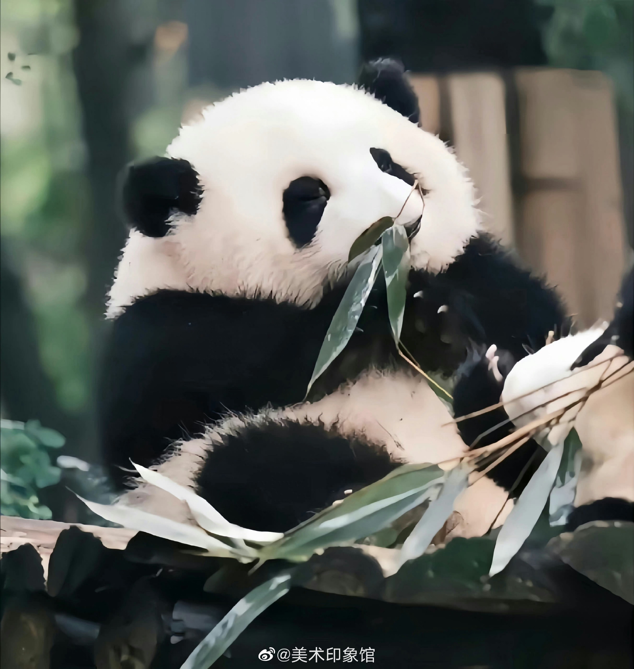 花花传奇中文版怎么下载 花花大战僵尸无限金币钻石如何下载