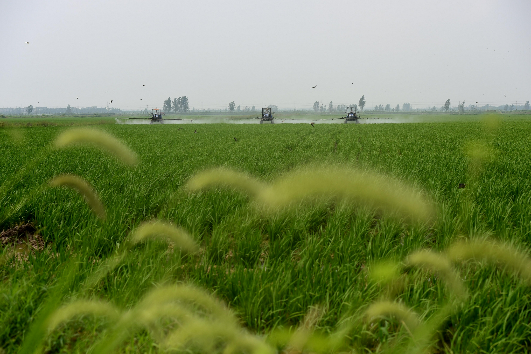 (经济)夏日农事忙