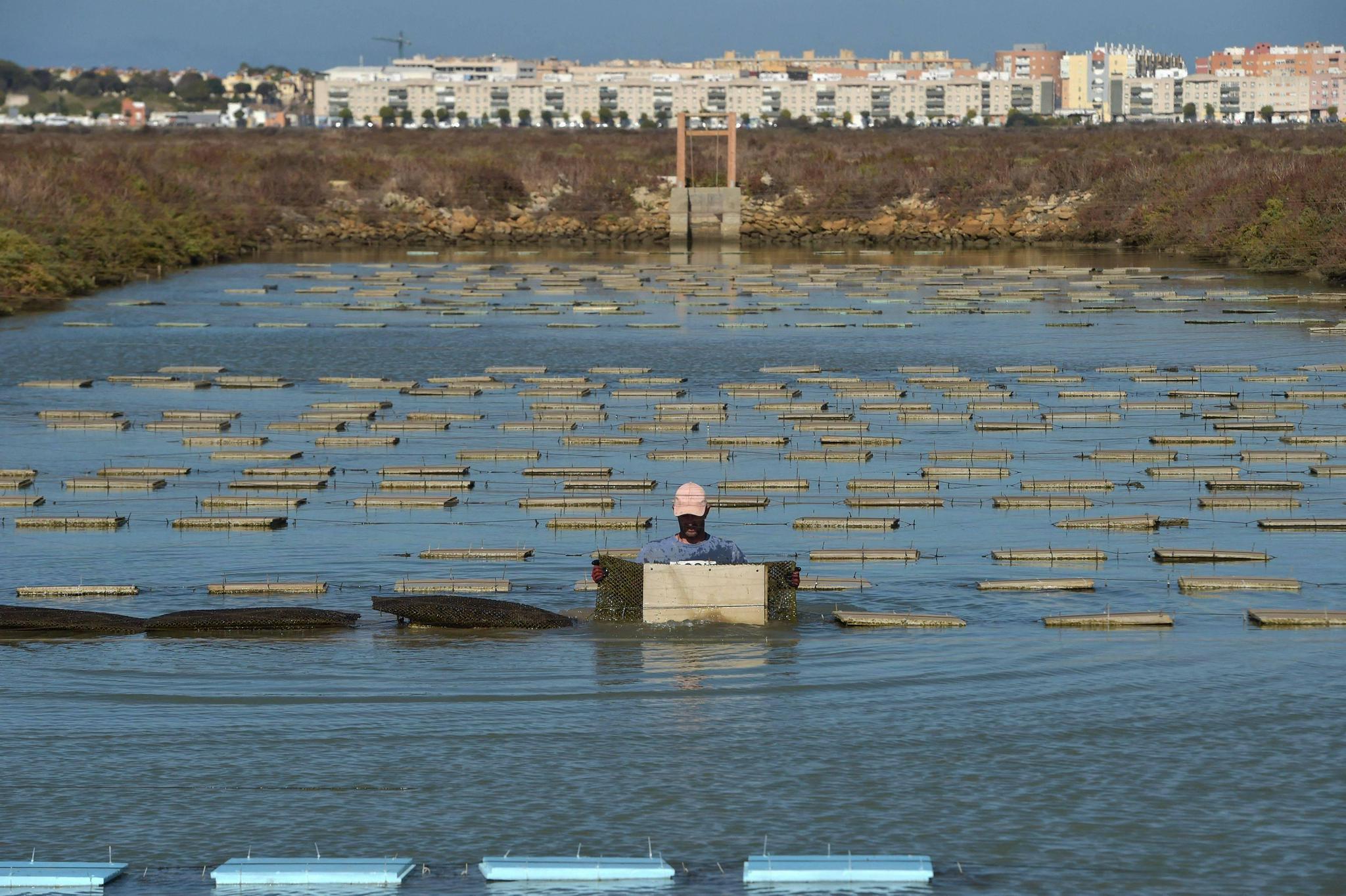 西班牙的牡蛎养殖场