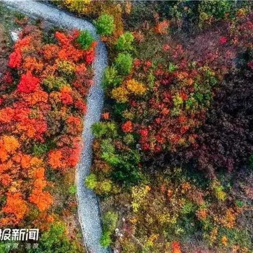 现在去正好!普照寺旁的橡树林,林染红妆美如画!关键是免费!休闲区蓝鸢梦想 - Www.slyday.coM 现在去正好!普照寺旁的橡树林,林染红妆美如画!关键是免费!休闲区蓝鸢梦想 - Www.slyday.coM