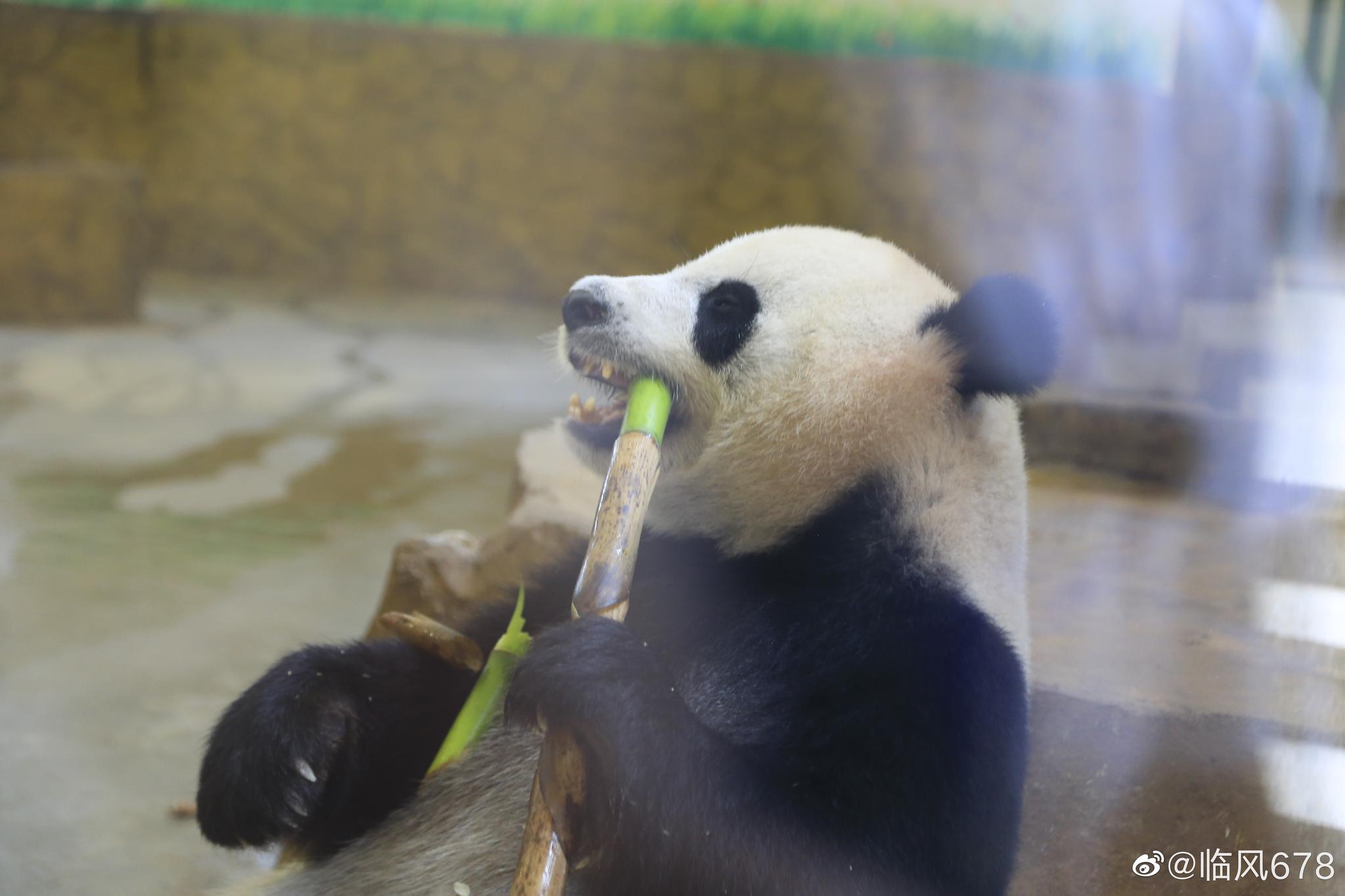 浙江安吉,中国竹子博物馆园大熊猫馆的大熊猫吃竹笋的样子太可爱了