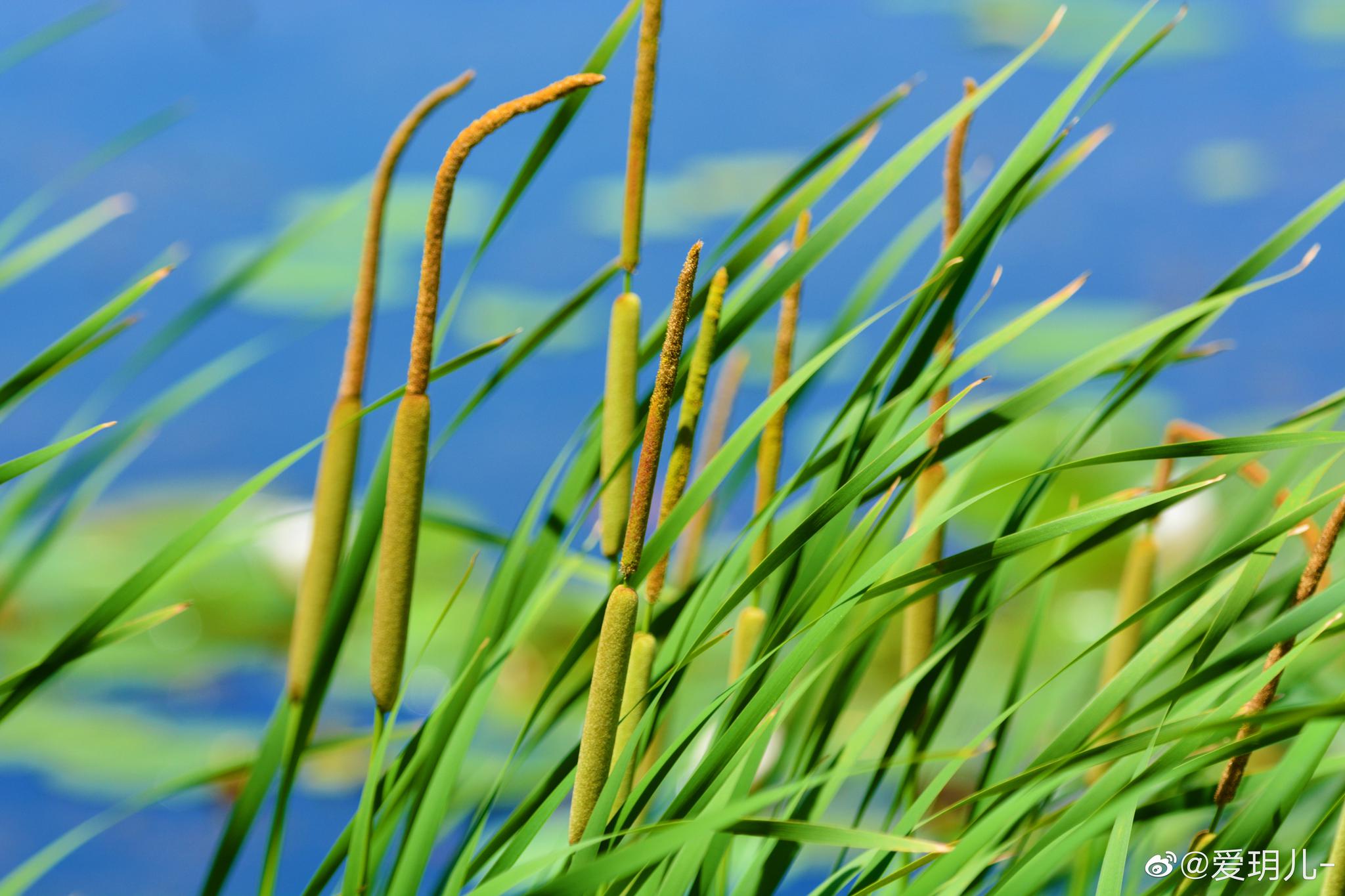 这是蒲草棒的花也是未成熟的蒲棒_高清图集_新浪网