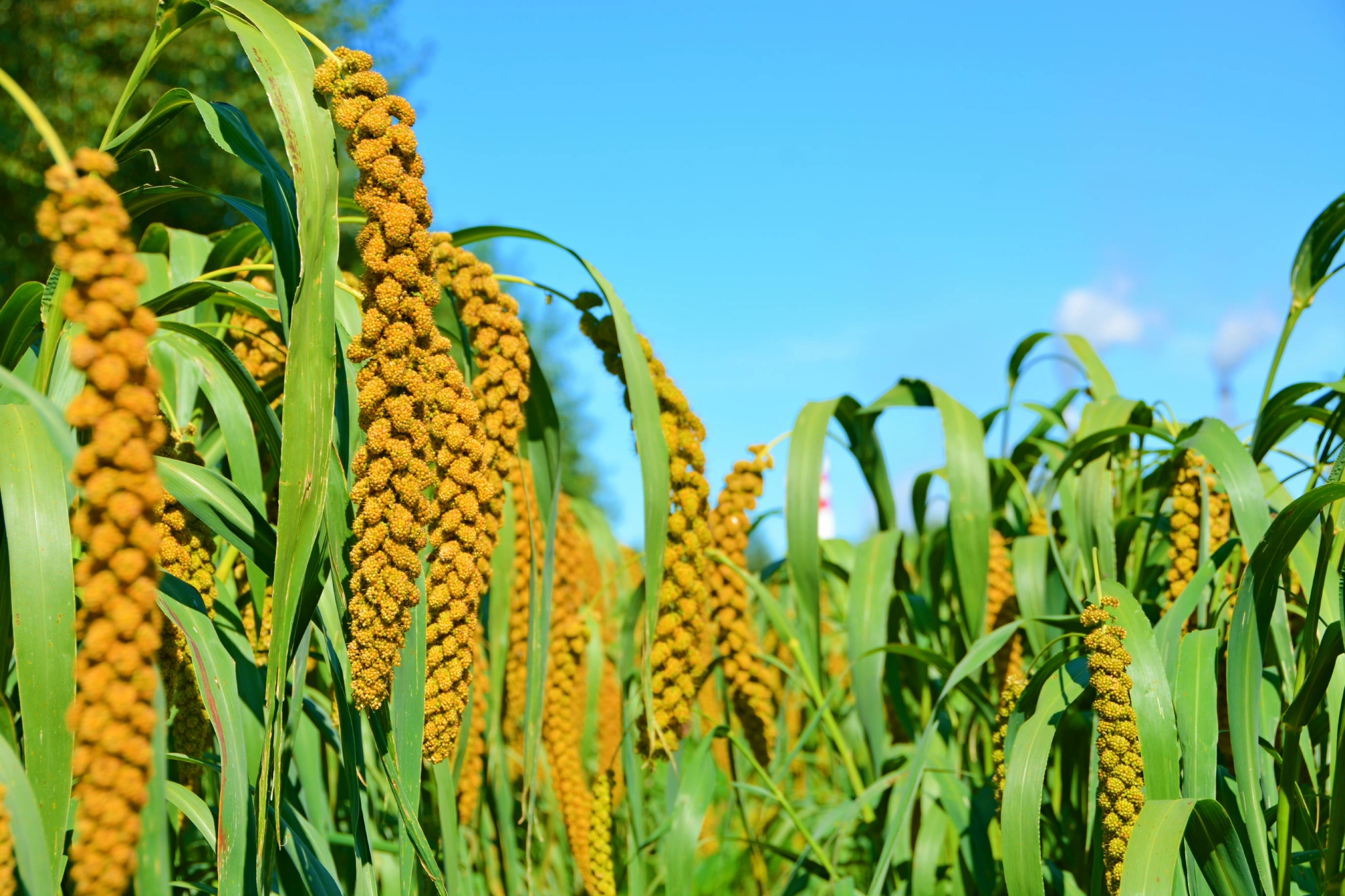 沉甸甸的谷穗原创拍摄