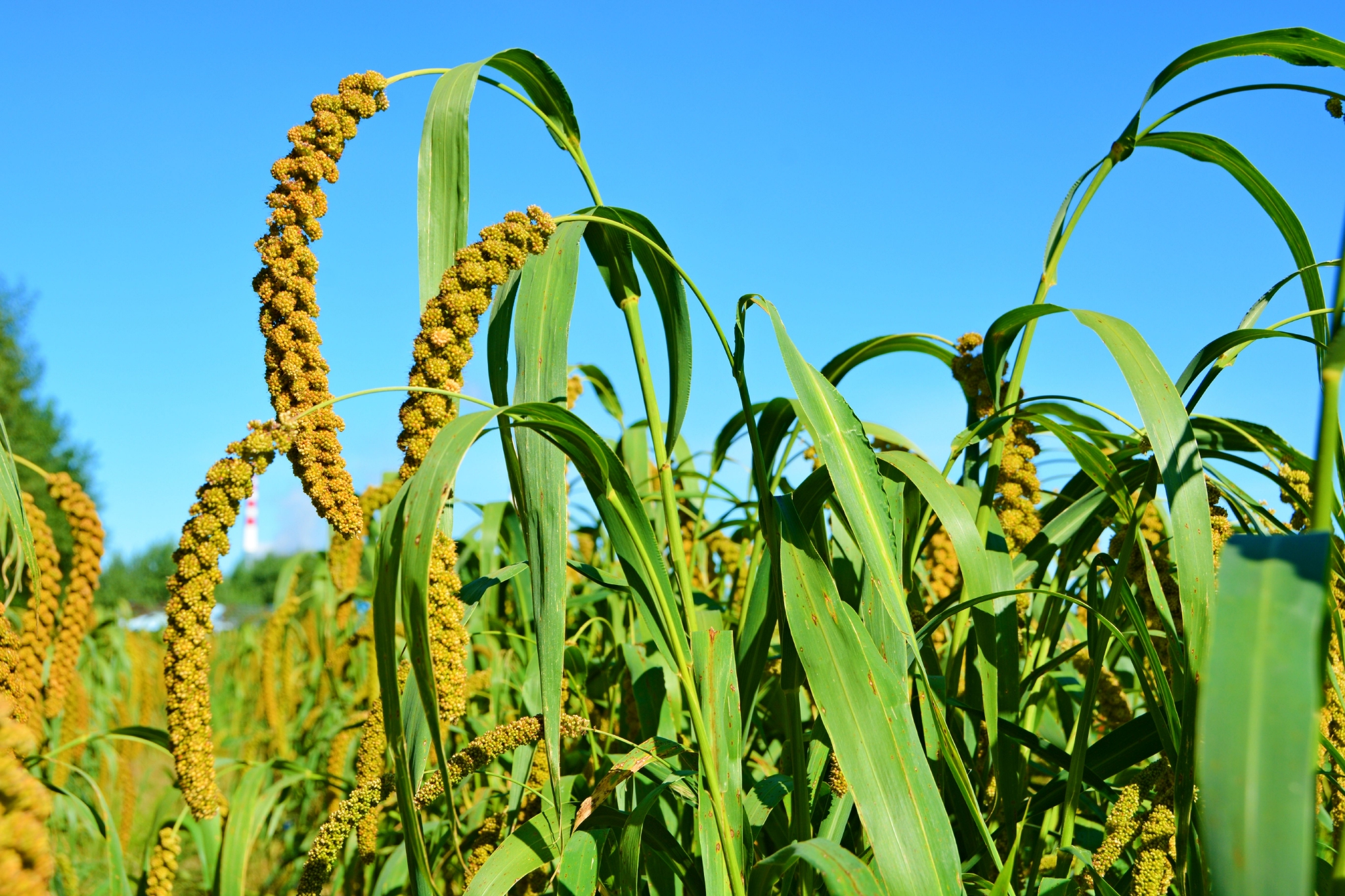 沉甸甸的谷穗原创拍摄