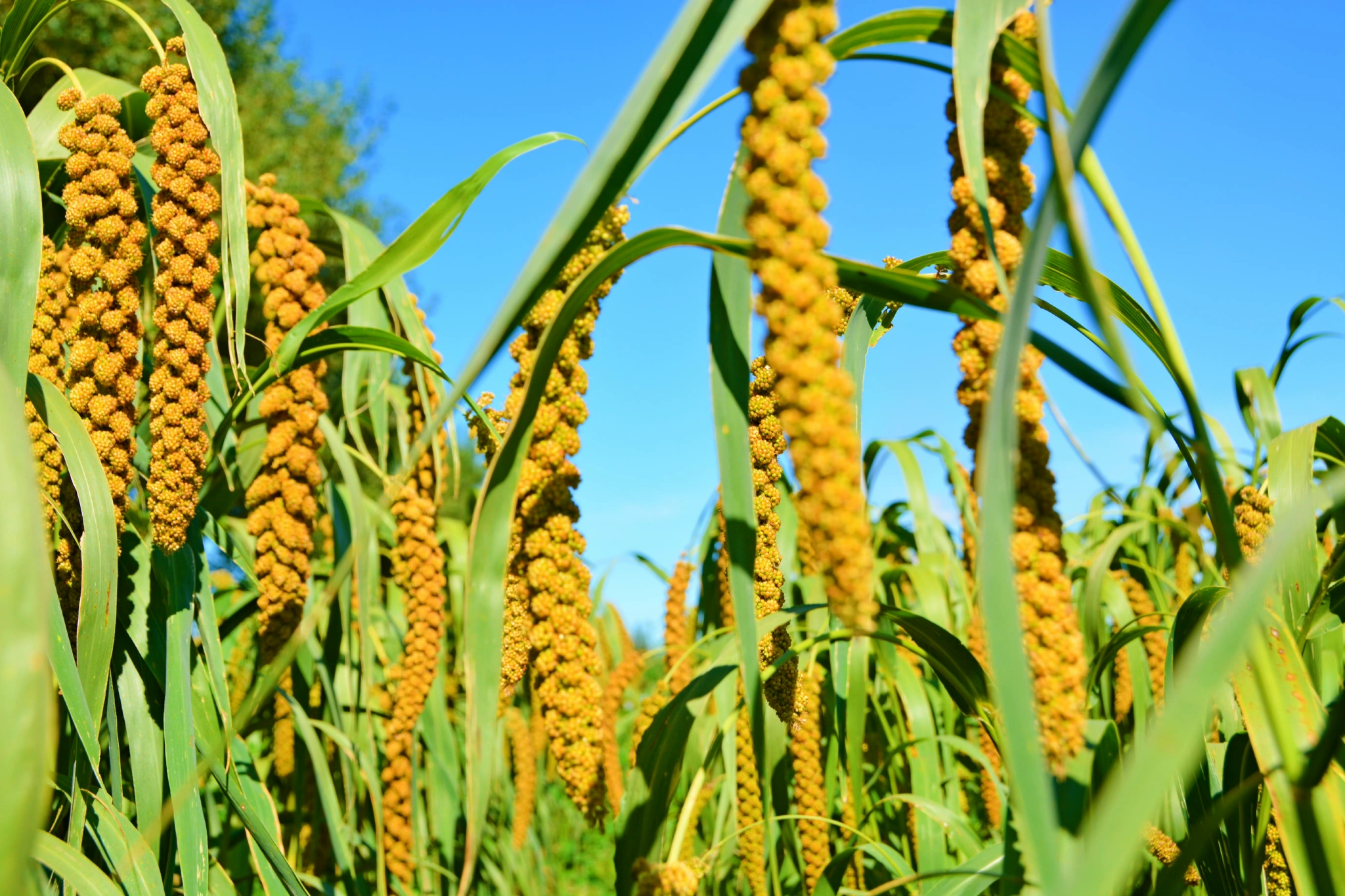 沉甸甸的谷穗原创拍摄