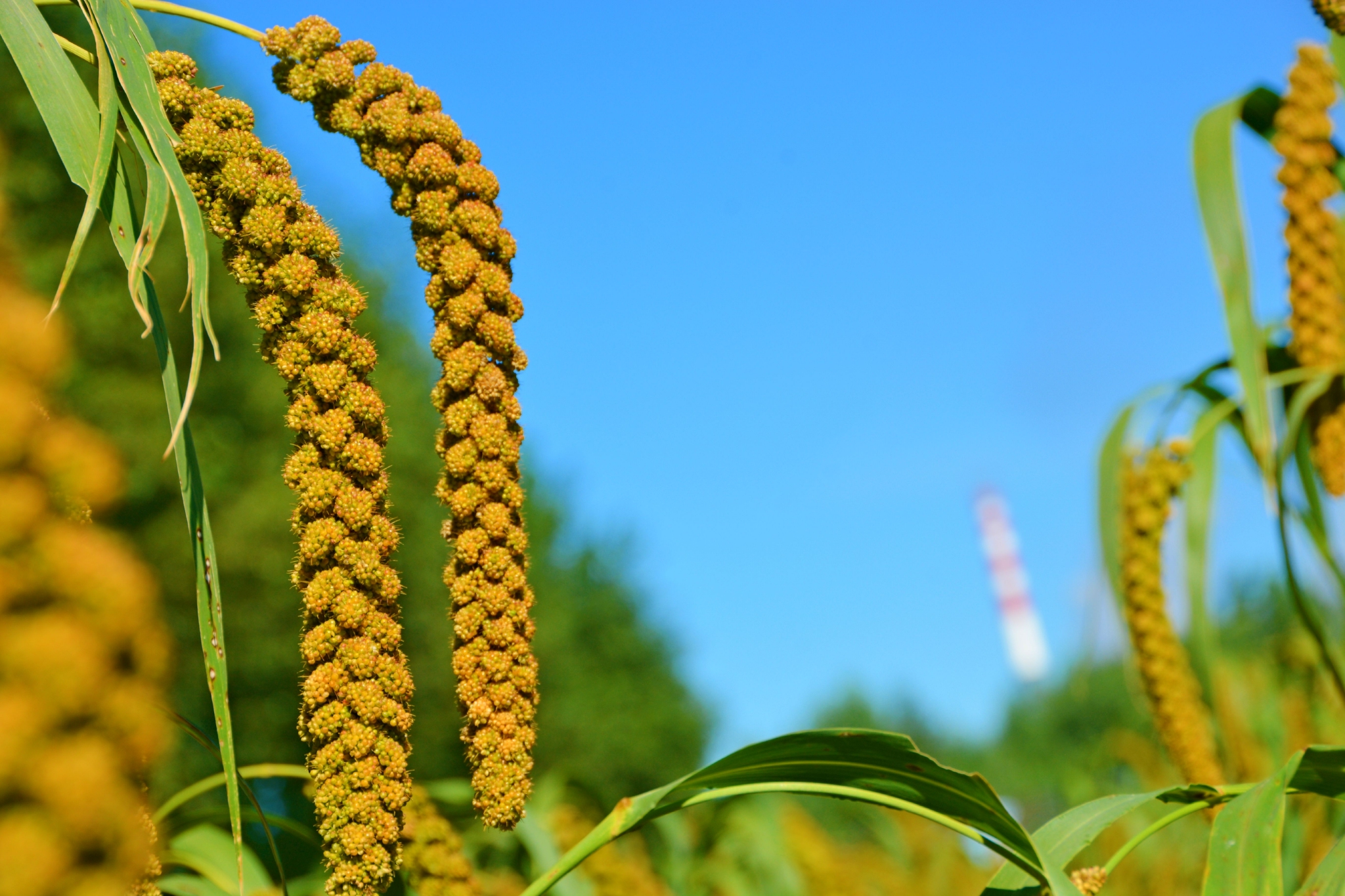 沉甸甸的谷穗原创拍摄
