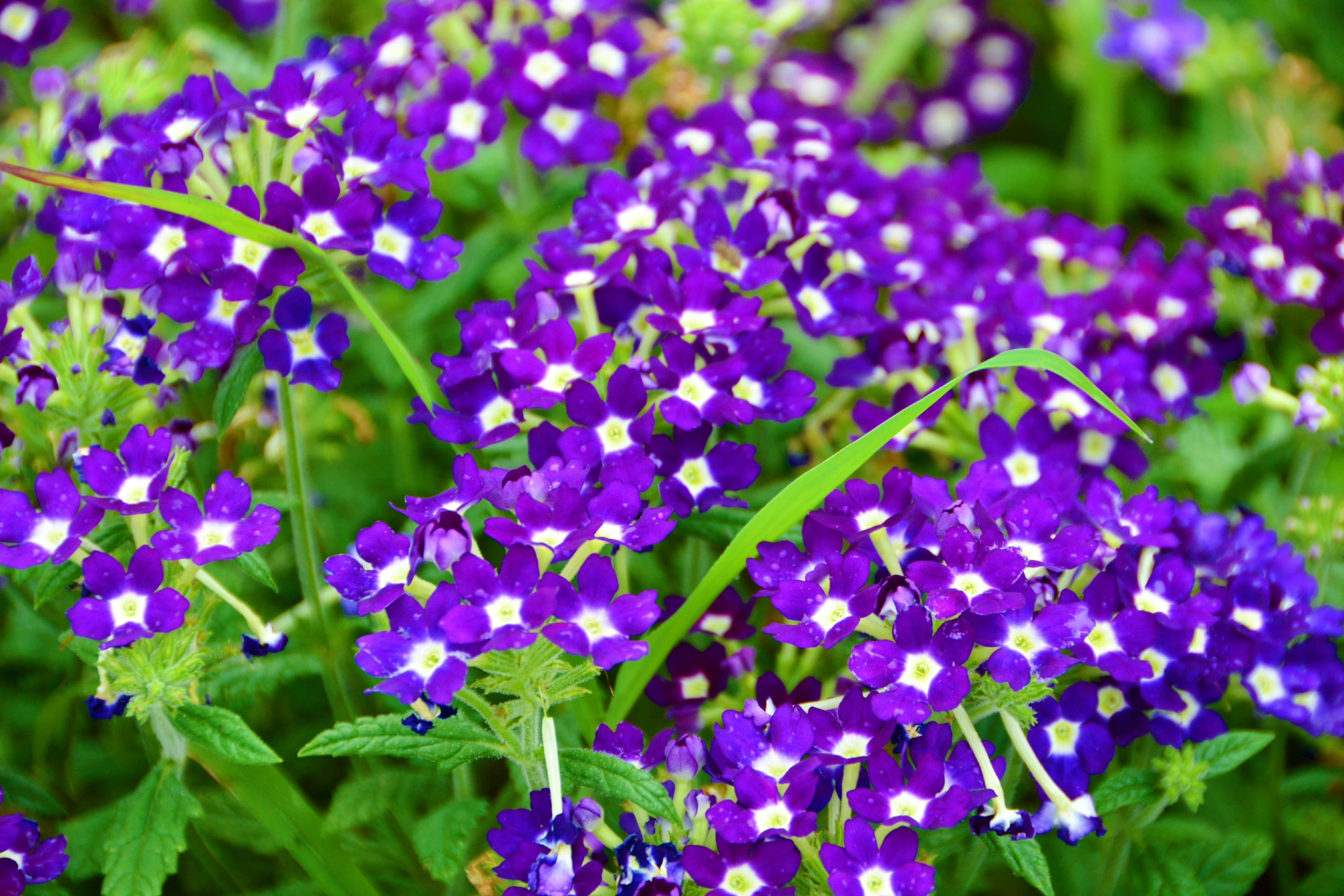 紫色美女樱原创拍摄