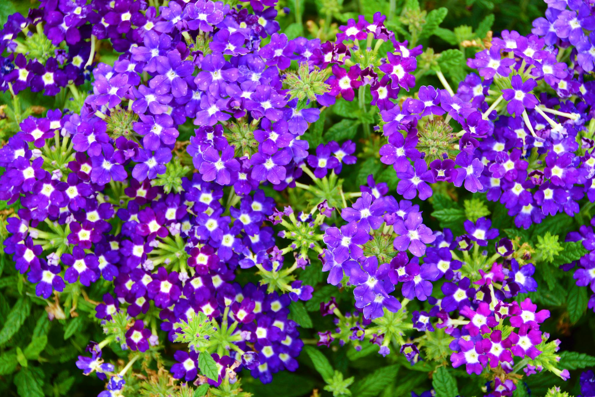 紫色美女樱原创拍摄