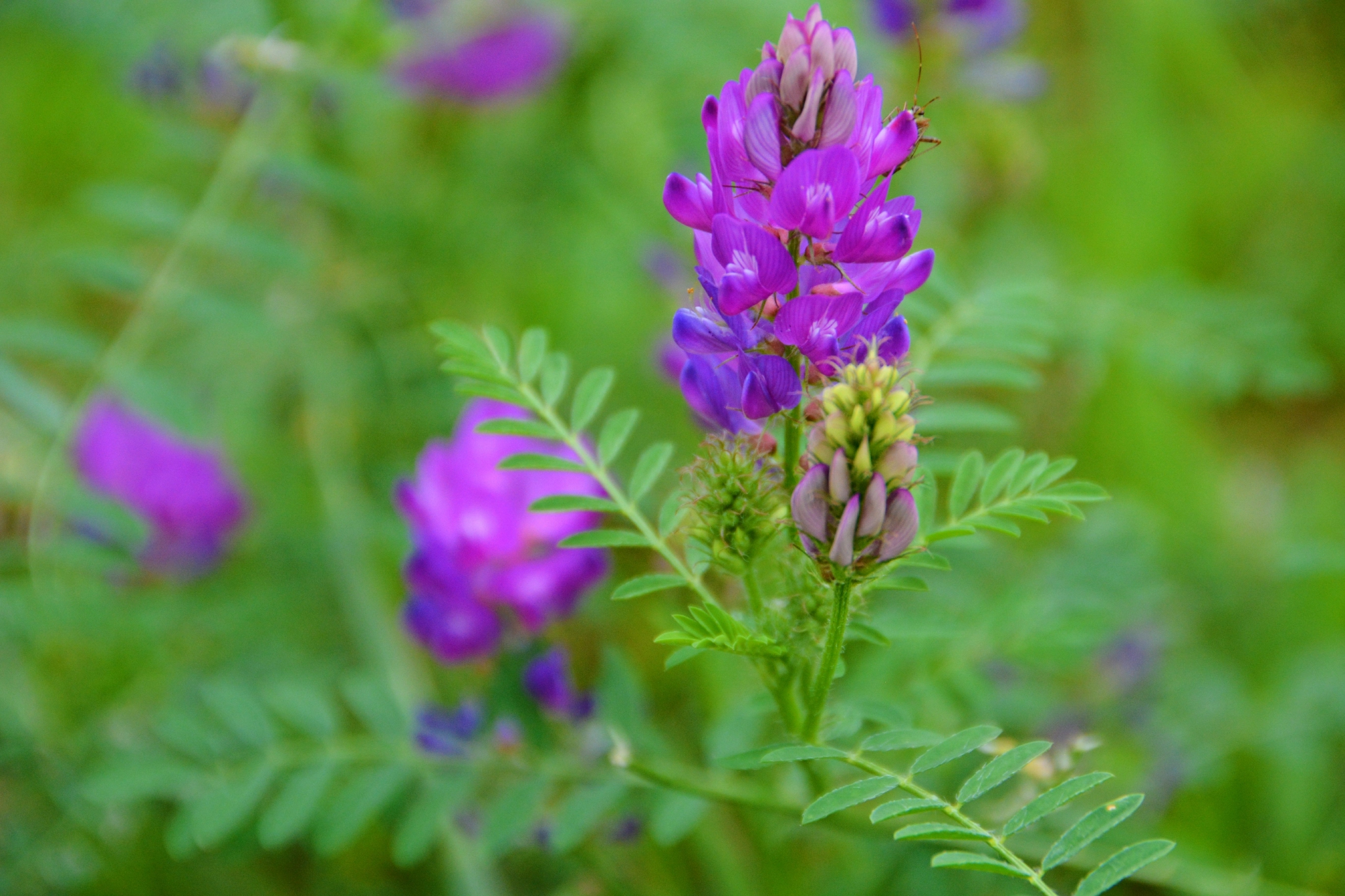 达乌里黄耆紫色花,原创拍摄_高清图集_新浪网