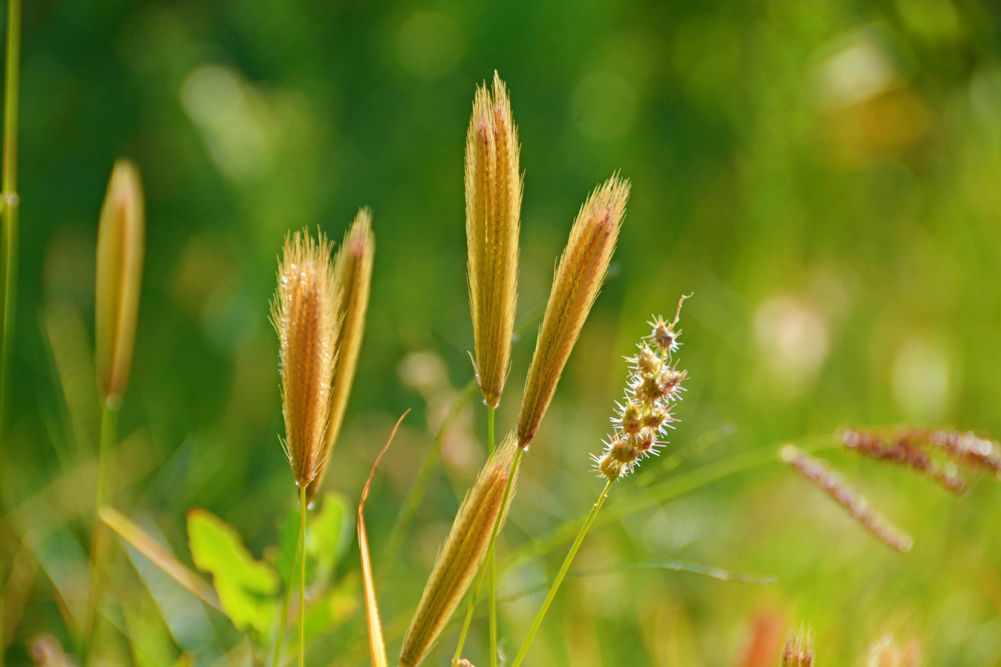 虎尾草也叫刷子头草原创拍摄