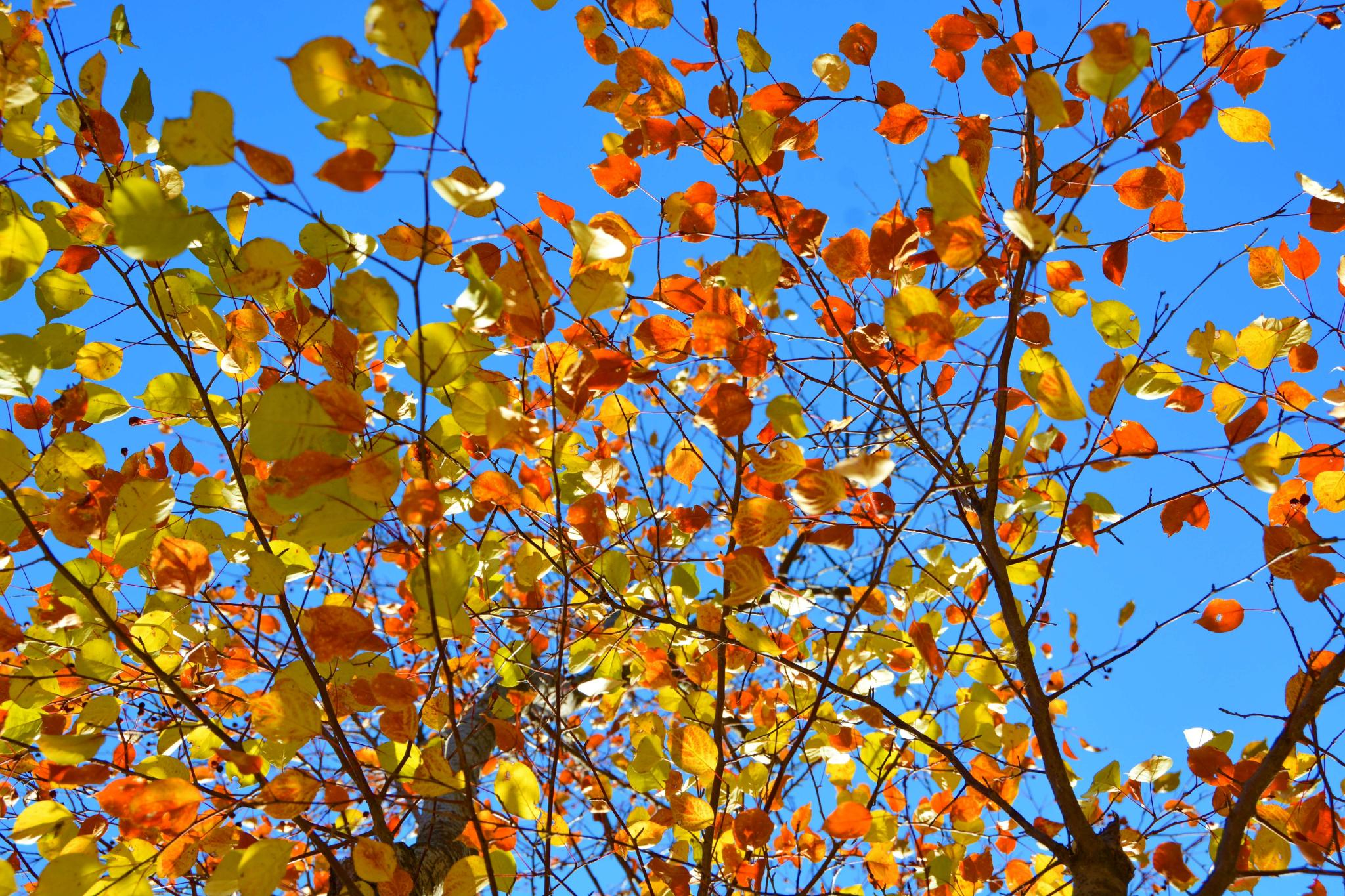 山丁子树叶原创拍摄